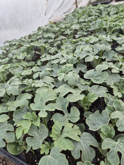 Răsaduri pepene verde/pepene galben