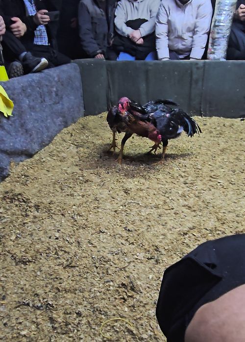 Дакан бойцовая птица