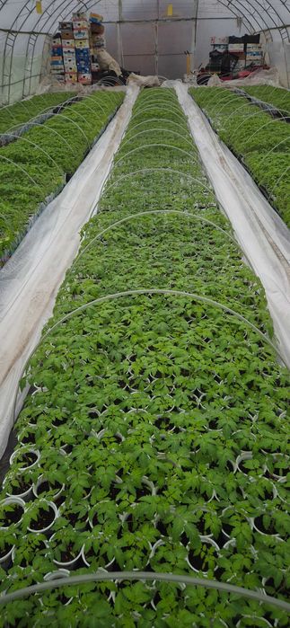 Разсад домати краставици