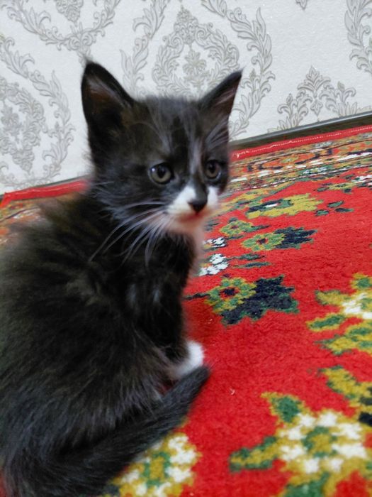 Яхши колларга берилади