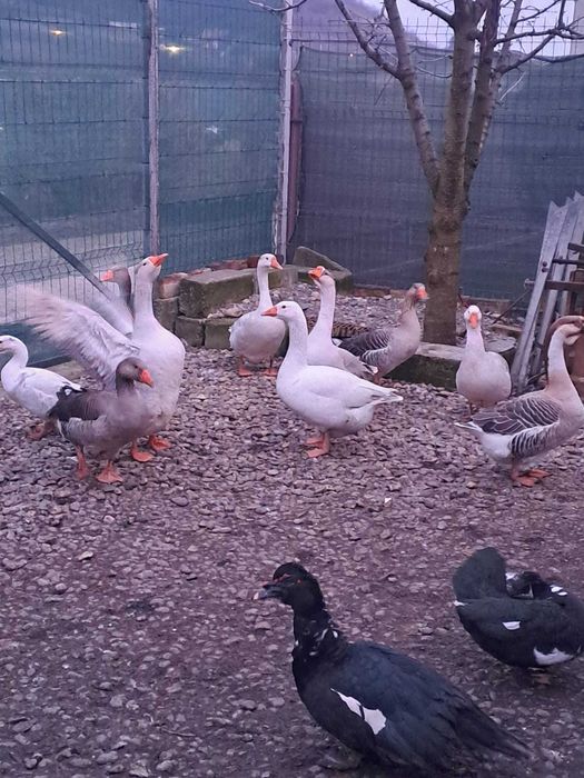 Vand gaste toulouse si rate mute