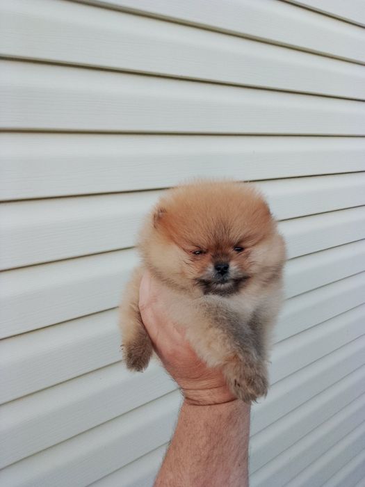 Померан (мини Померан)