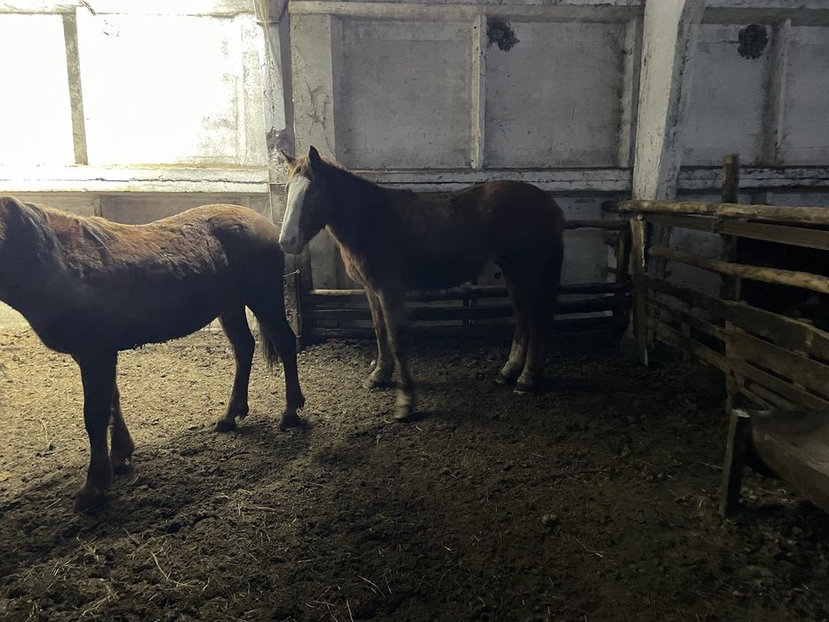 Продам жеребец айгыр