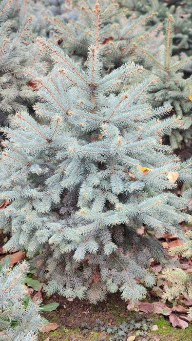 Goluboy archa yel chet eldan blue spruce (colorado spruce) mehr bilan!