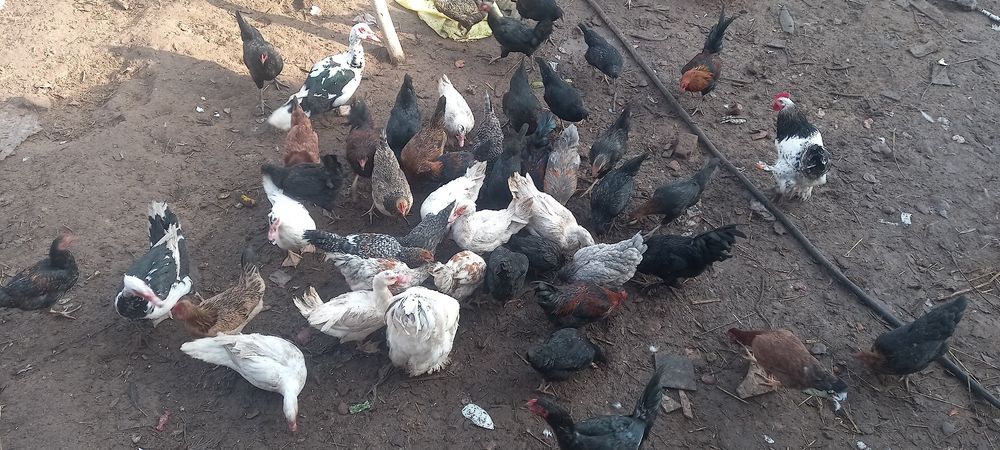 хороз ва идушкалар