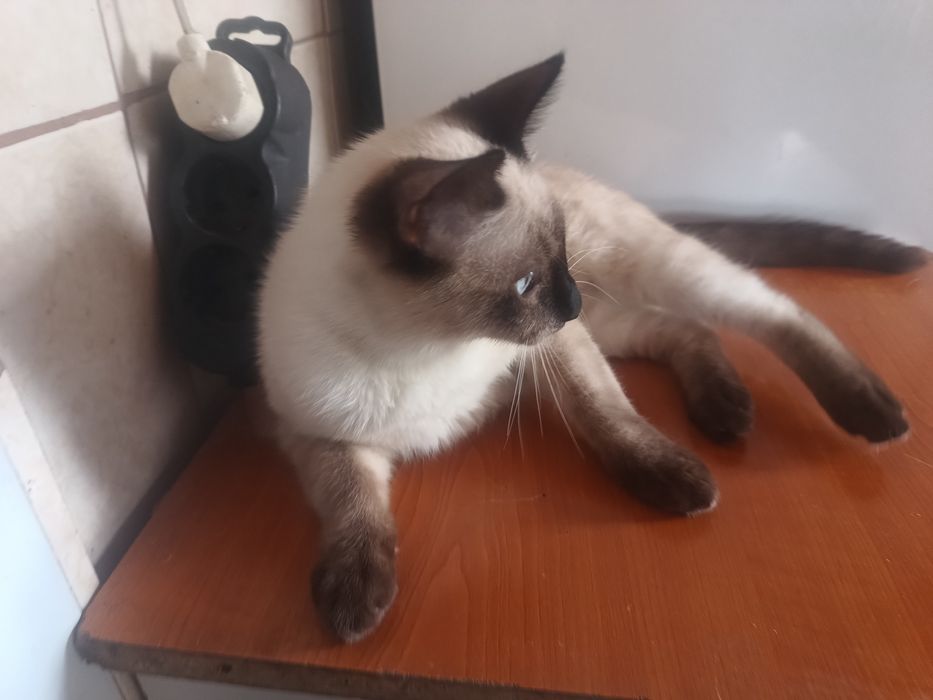 Motănaș rasa siameza.