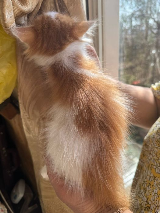 Котята отдам в добрые руки