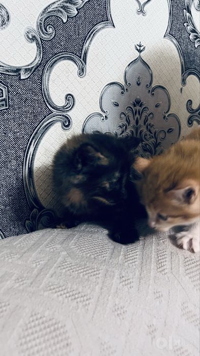 Mushuk bolasi 2 ta qogan