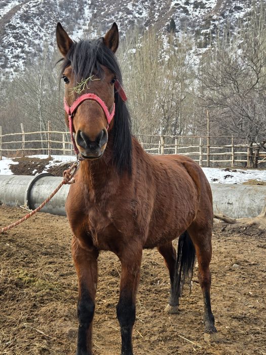 Жабы айғыр 22 жылғы