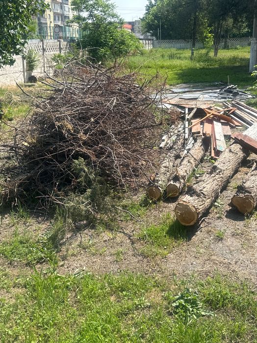 Кесілген ағаштар тегін алып кетіңіз