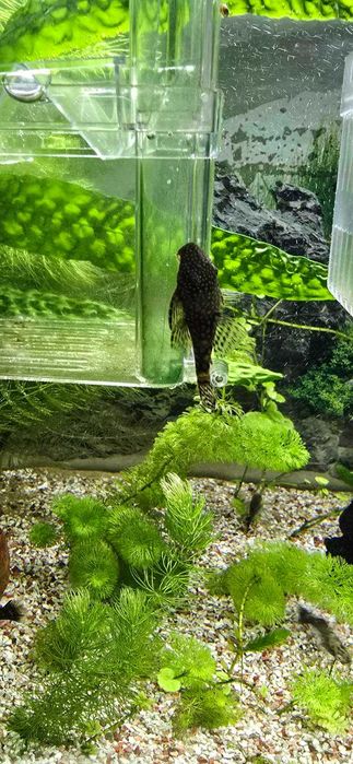 Анцитрус обикновен