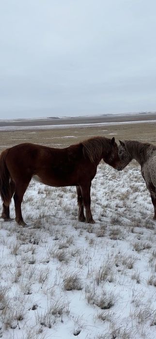Кушумские жеребцы 3 года