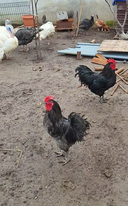 Australorp Gaini/Cocoși