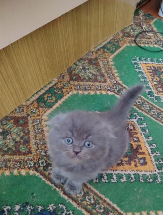 Продаются Шотландские Скотиш Страйт и Фолд