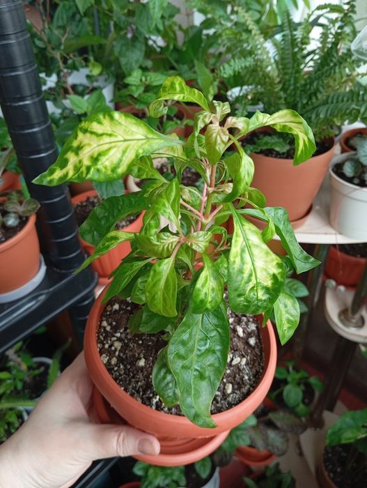 Цветы комнатные растения