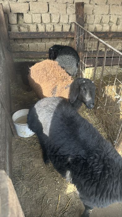 Қойлар қошқарлар сатылады