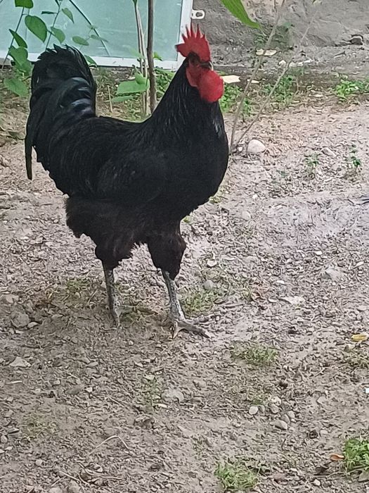 Jersi tovuqlari tuxumi sotuvda