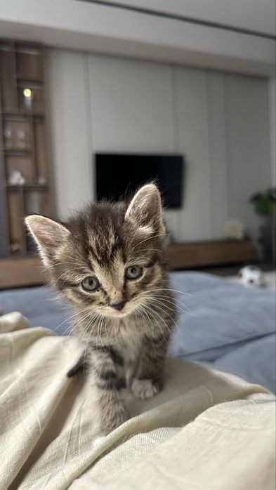 Котенок ждет хозяина