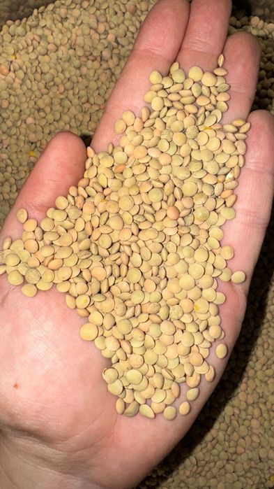 Ячмень.Платный чат!Все корма .