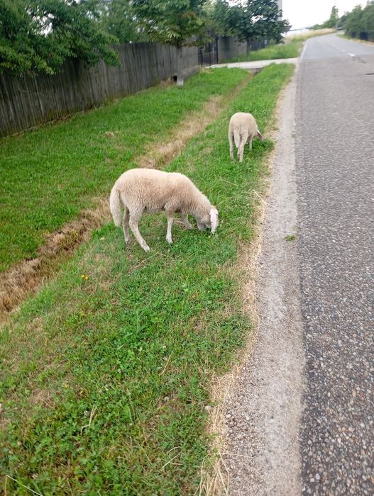 Miei Suffolk/bergamasc/carabas