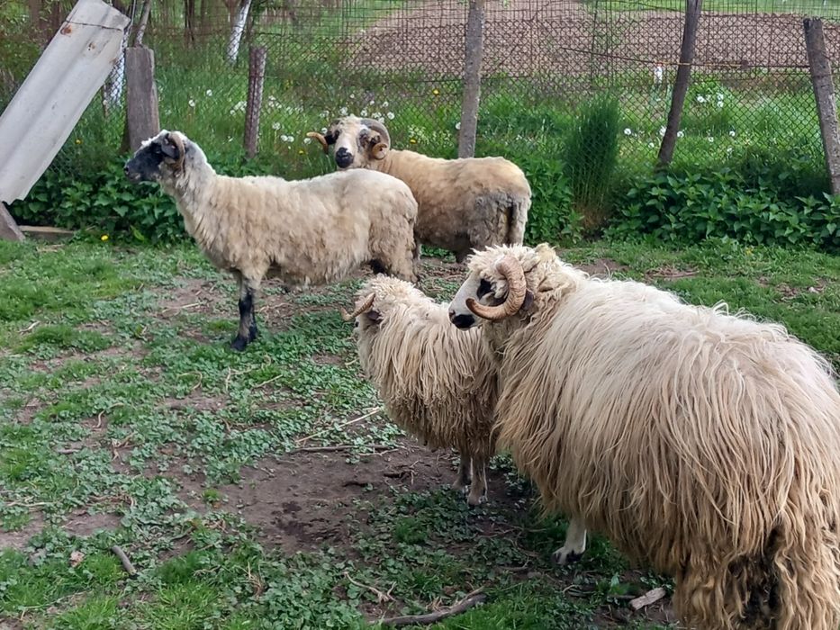 Vand doi berbeci tineri,miori