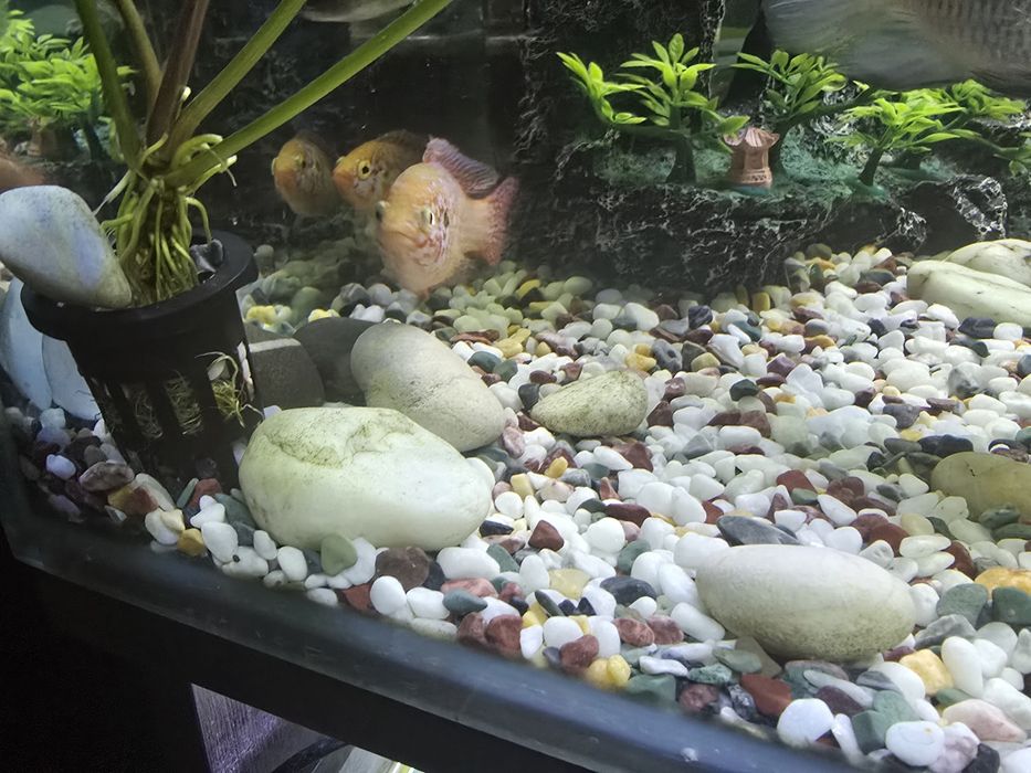 Рыбки аквариумные