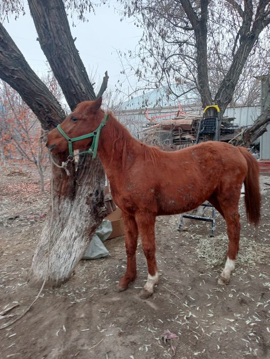 Ассалаумағалейкум осы құнаншықпа сатылады