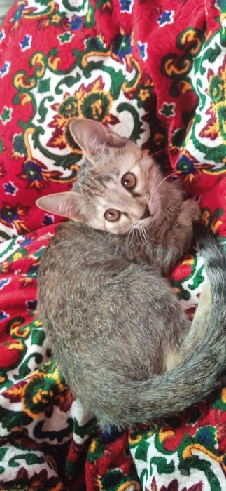 Котёнок в добрые руки бесплатно