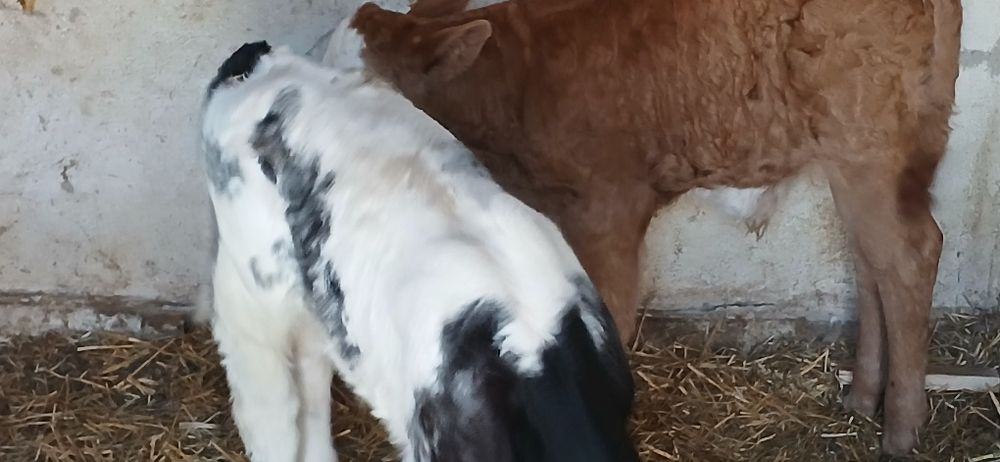 Vitei dela  3  saptamani-3 luni