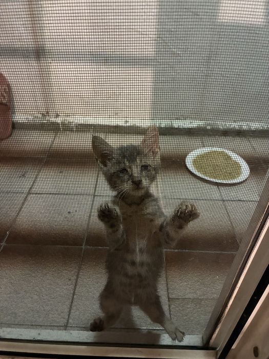 Мъжко коте на 2 месеца търси дом
