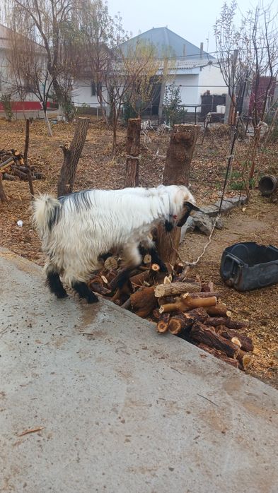 Теке сатылады туркестан қаласы