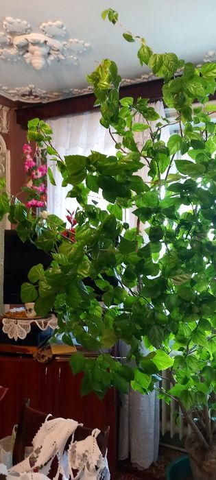 Trandafir japonez foarte mare