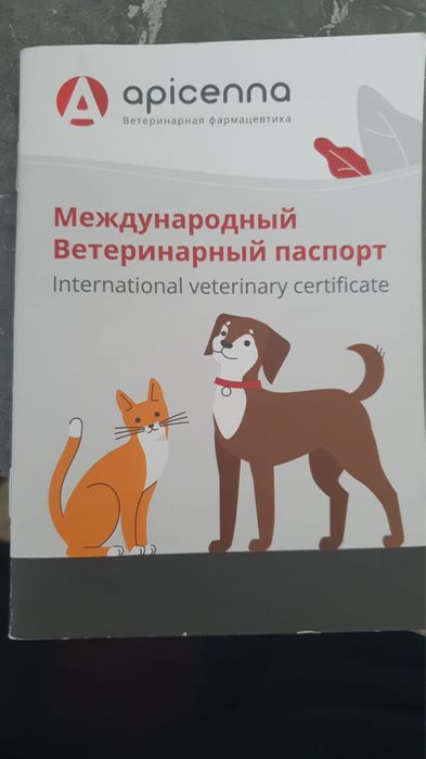 Отдам кошечку в добрые руки