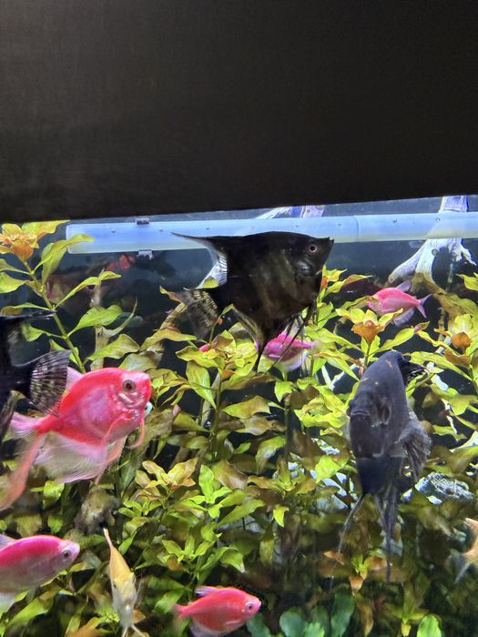 Продам рыбок Скалярии