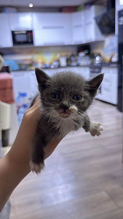 Отдам котят в добрые ручки