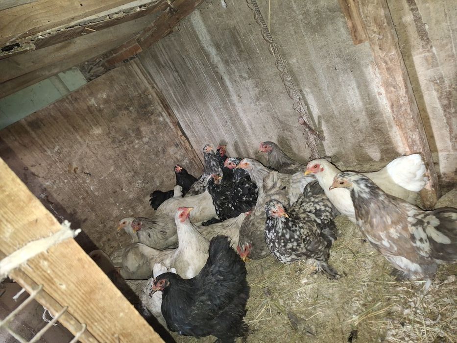 Декоративные куры