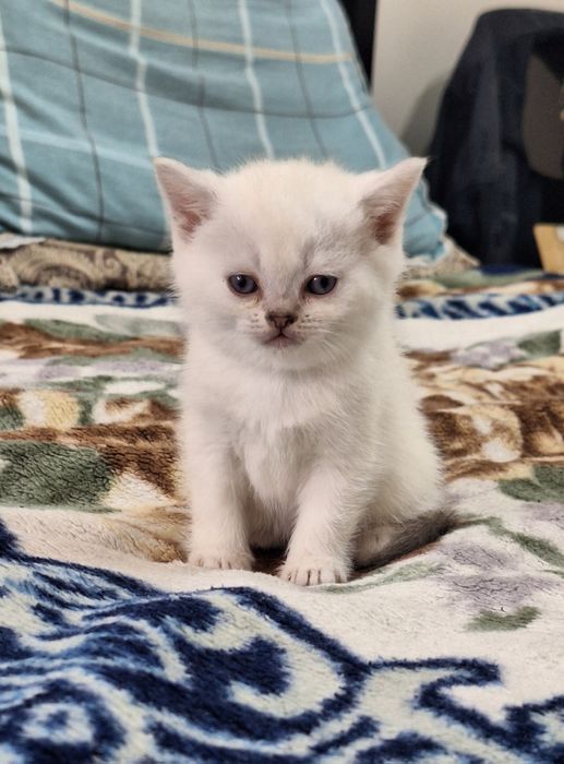 Белый шотландский котенок