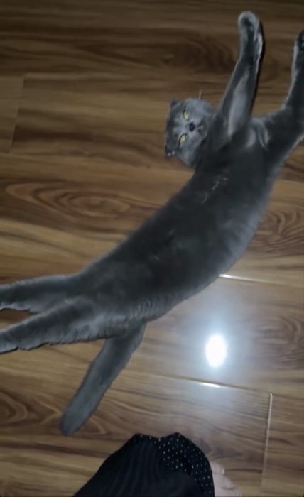 Котёнок Scottish Fold