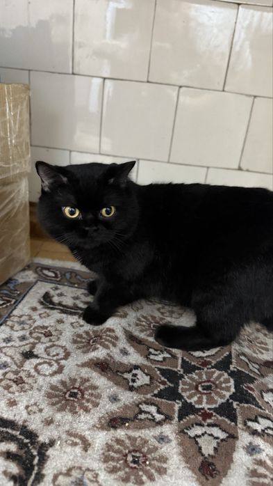 Отдадим в добрые руки