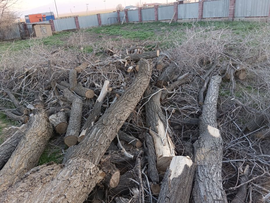 Дрова карагач самовывоз