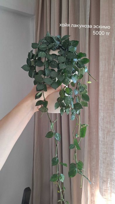 Продам укорененные хойи