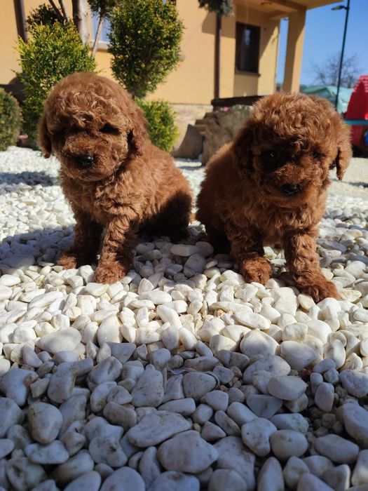 Пудел Той/Toy Poodle