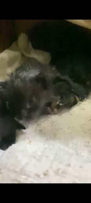 Котята бесплатно