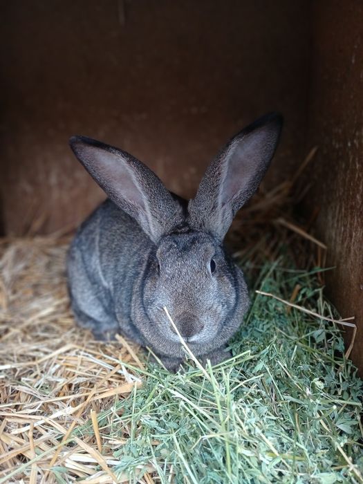 iepuroaica uriaș german