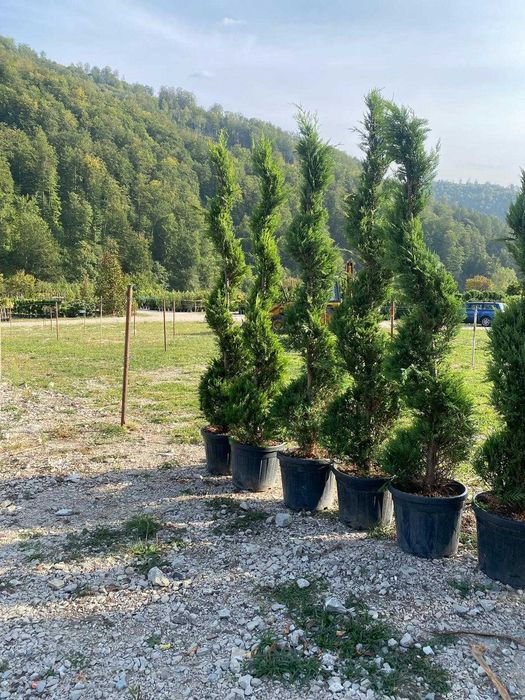 Tuia Spiral și Pon Pon pentru Curți de Lux