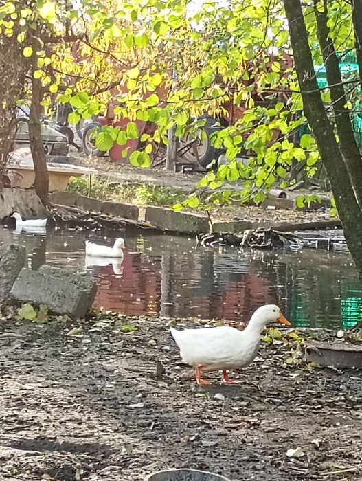 Vând rățoi pekini