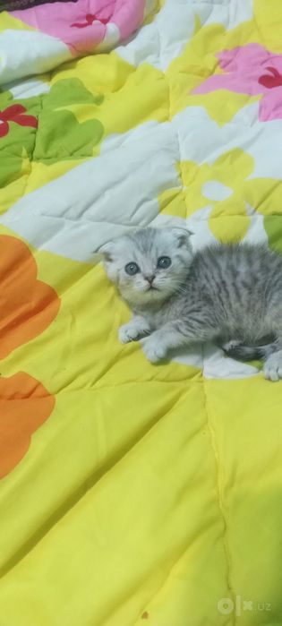 Продаётся котёнок Scottish Fold