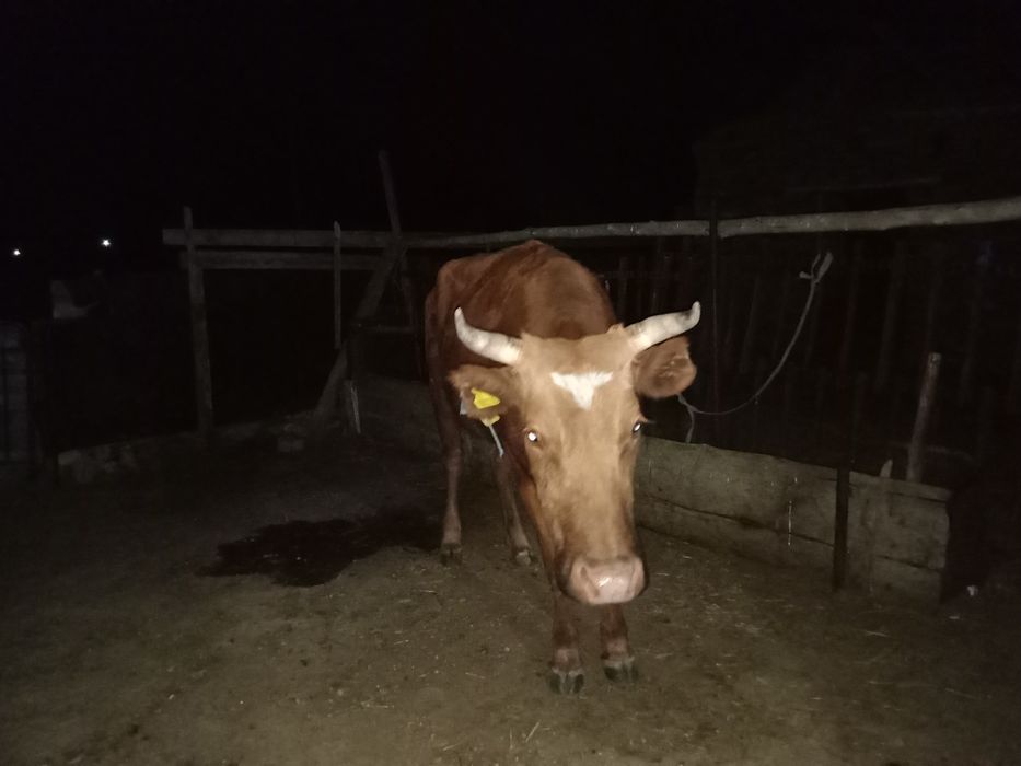 Бұзаулы сиыр сатылады