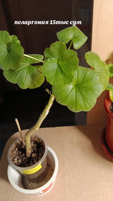 Комнатные растения