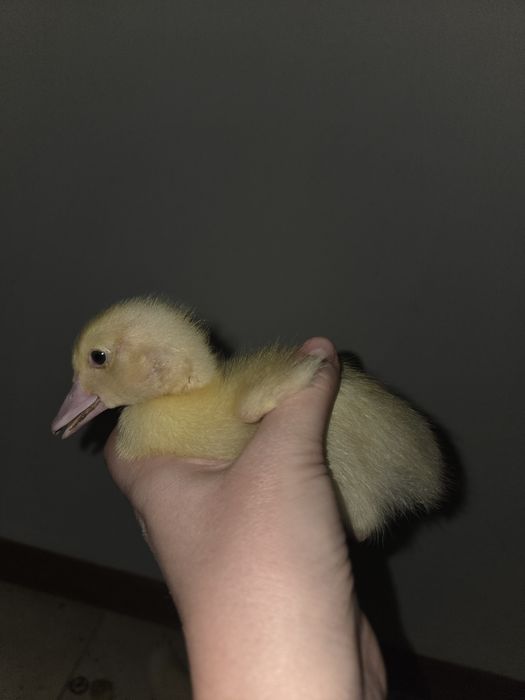 Продаются индоутята